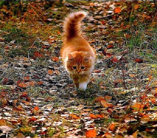 Кот Рыжик