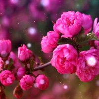 file_80586498