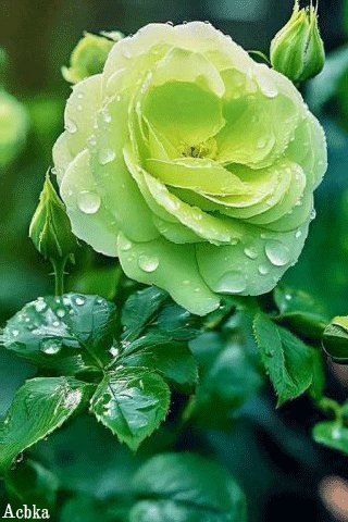 file_95120680