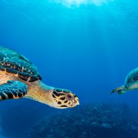 SevenMileTurtle ROW9119311274 UHD