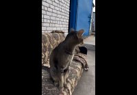 КОГДА КОТ КАСТРИРОВАННЫИ