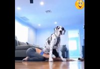 Наши любимые питомцы иногда такие смешные