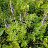 Шизонепета многонадрезанная (Schizonepeta multifida)
