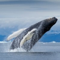 GreenlandHumpback ROW6556097961 UHD
