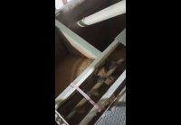 video_108140362