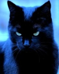 Devil kat