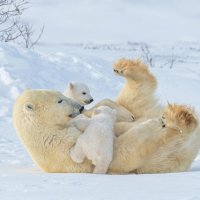 MotherCub ROW1931444463 UHD