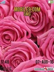 pink rose