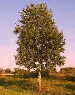 Лечебные свойства коры осины, применение, лечение