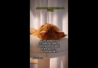 video_109561408