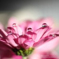 Img (52)