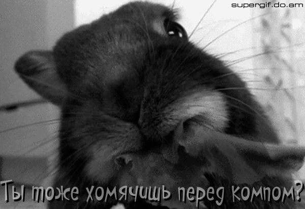 Хомячишь перед компом?