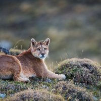 Pumachile gettyimages-520929694 3840x2160