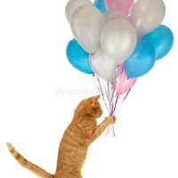 Кошка и воздушные шары (4)
