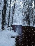 Winter Anim1