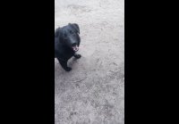 video_105030107