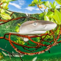 LemonShark ROW1540729665 UHD