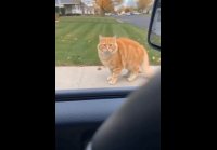 Укор во взгляде)