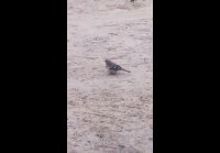 video_104214680
