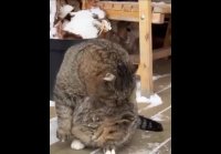 Эталон кота