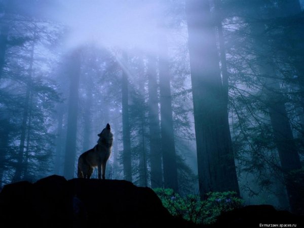 wolf