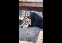 video_104774735