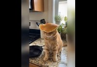 Кошки.(И.И)