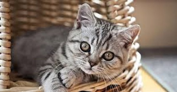 Котёнок.. (2)