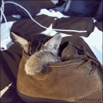 Котёнок из ботинка!