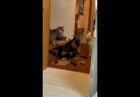 video_105348632