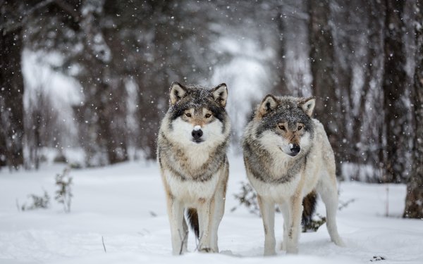 Wolves (3)