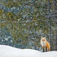 TetonFox ROW1833044776 UHD