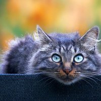 Gray-eyes-cat