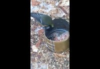 video_104212395