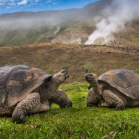 GiantTortoise ROW5660004796 UHD