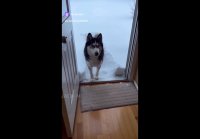 video_100098141