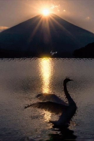 file_51707386