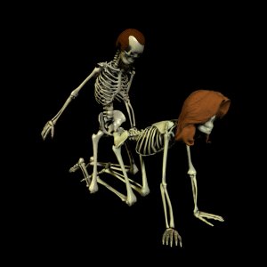 SеD185SCULL