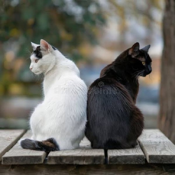 Белая и чёрная кошки