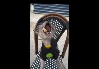 Chupiedoesntgiveameow 1777384969922