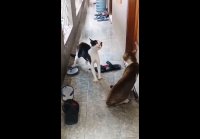 video_104684006