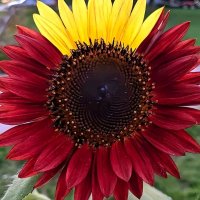 file_103169996