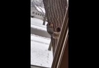 video_105310884