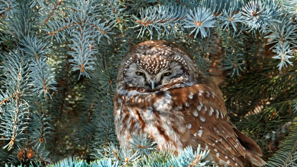 BorealOwl ROW9726437448 UHD