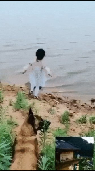 всем бы такого пса....