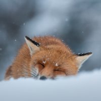 SleepingFox ROW5128450458 UHD