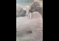 video_105317263