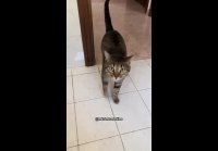 Котейка