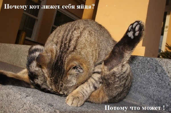 Кот лижет...