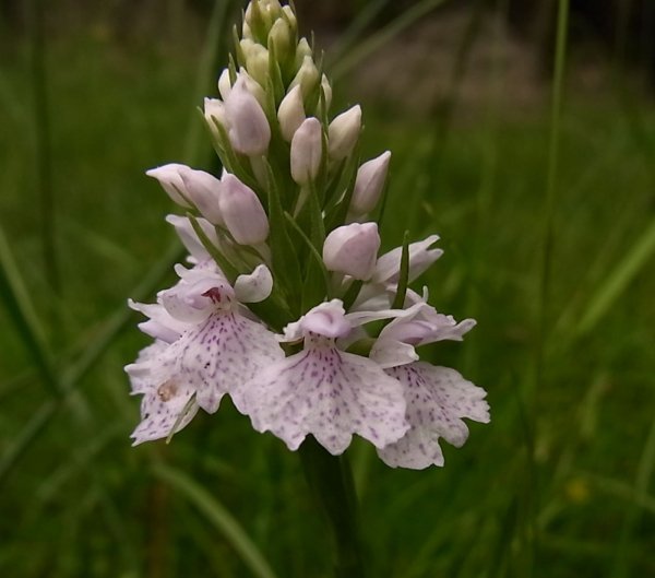 Ятрышник пятнистый (Orchis maculata L.)
